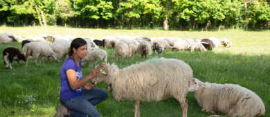 Audrey Garcia mène un projet d'élevage de brebis en itinérance et fabrique ses propres fromages Audrey Garcia mène un projet d'élevage de brebis en itinérance et fabrique ses propres fromages