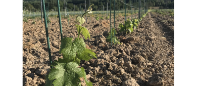 Les premières vignes ont été plantées en 2021 Les premières vignes ont été plantées en 2021