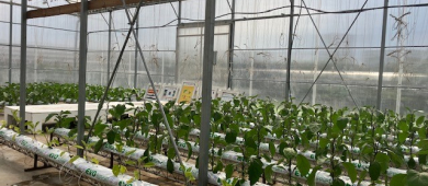 L'installation de serres sur les toits vise à récupérer la déperdition de chaleur du bâtiment L'installation de serres sur les toits vise à récupérer la déperdition de chaleur du bâtiment